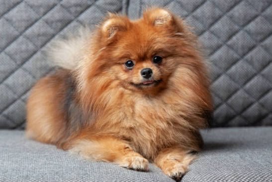 Toy Pom angle 2